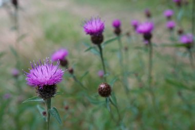 Knapweed 'in mor çiçeğine doğal geniş açı, Centaurea Jacea' nın çayırda.