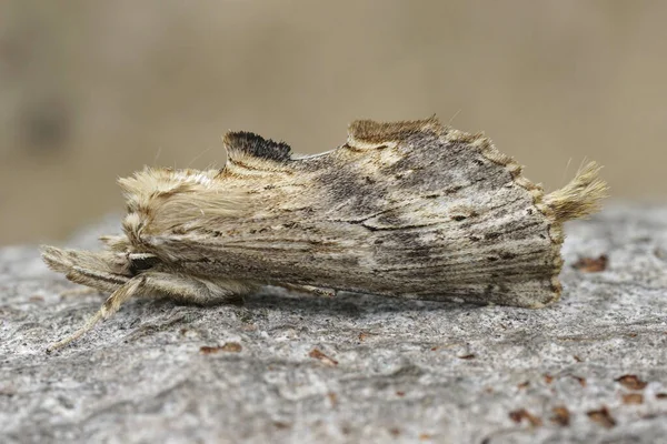 Szczegółowe Zbliżenie Dziwnie Wyglądający Blady Wybitny Notodontid Ćma Pterostoma Palpina — Zdjęcie stockowe