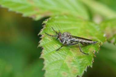 Natural closeup on a Male Kite-tailed, Robberfly, Tolmerus atricapillus sitting on a green leaf