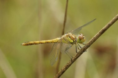 Natural closeup on a yellow Common Darter dragonfly, Sympetrum striolatum perched on a twig