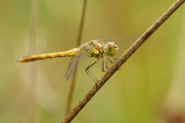 Natural closeup on a yellow Common Darter dragonfly, Sympetrum striolatum perched on a twig