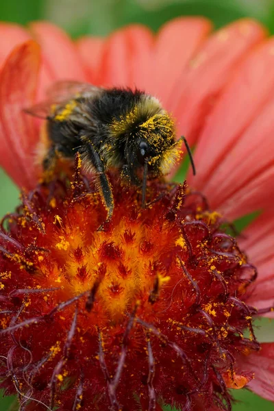 Natural vertical closeup on a red-tailed bumblebee, Bombus lapidarius with yellow pollen on a bright red Gallardia flower