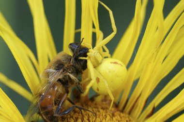 Misumena vatia 'daki sarı çiçekli yengeç örümceğine av olarak dronefly ile renkli bir yakın plan.
