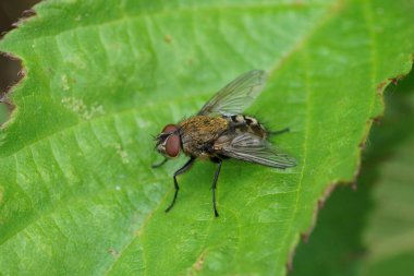Kahverengi saçlı bir Polenia sineği türünün doğal yakın çekimi, bahçede yeşil bir yaprağın üzerinde oturuyor.
