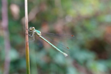 Küçük zümrüt kanadında doğal bir yakın çekim, bitkilerin arasına tünemiş bakireler.