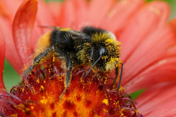 Natural closeup on a red-tailed bumblebee, Bombus lapidarius with yellow pollen on a bright red Gaillardia flower