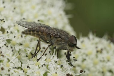 Natural closeup on the Band-eyed Brown Horse Fly gnat, Tabanus bromius, sitting on a white flower clipart