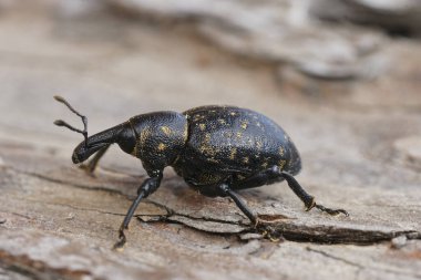 İnek yaban havucu üzerindeki parazit Liparus Germanus, Heracleum sphondylium, büyük bir kara buğday bitinin doğal detaylı çekimi.