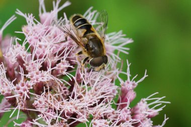 Turuncu omurgalı ya da çizgili yüzlü dronefly üzerinde doğal yakın plan Eristalis nemorum pembe bir kenevir-tarımsal çiçeğin üzerinde oturuyor.