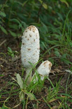 Yeni ortaya çıkan bir avukatın peruğu ya da Shaggy Inkcap mantarı Coprinus Comatus 'un doğal dikey görüntüsü.
