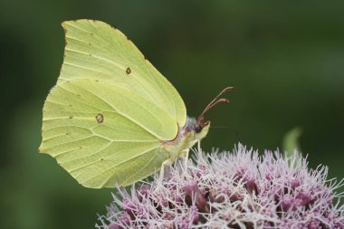 Sarı erkek Brimstone kelebeğine doğal olarak yakın çekim, Gonepteryx rhamni pembe bir Eupatorium kanadyumundan nektar yudumluyor, kenevir tarımı, çiçek