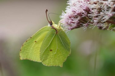 Sarı erkek Brimstone kelebeğine doğal olarak yakın çekim, Gonepteryx rhamni pembe bir Eupatorium kanadyumundan nektar yudumluyor, kenevir tarımı, çiçek