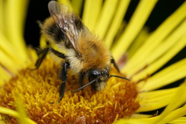 Sarı bir Inula çiçeğinin üzerinde oturan kabarık turuncu kahverengi bantlı bir kart arısı Bombus Pascuorum 'un doğal yakın çekimi.