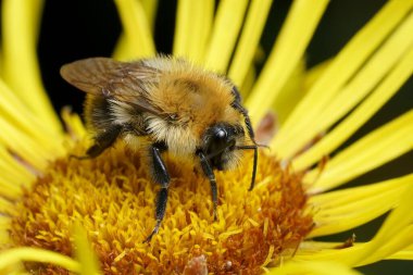 Sarı bir Inula çiçeğinin üzerinde oturan kabarık turuncu kahverengi bantlı bir kart arısı Bombus Pascuorum 'un doğal yakın çekimi.