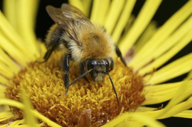 Sarı bir Inula çiçeğinin üzerinde oturan kabarık turuncu kahverengi bantlı bir kart arısı Bombus Pascuorum 'un doğal yakın çekimi.