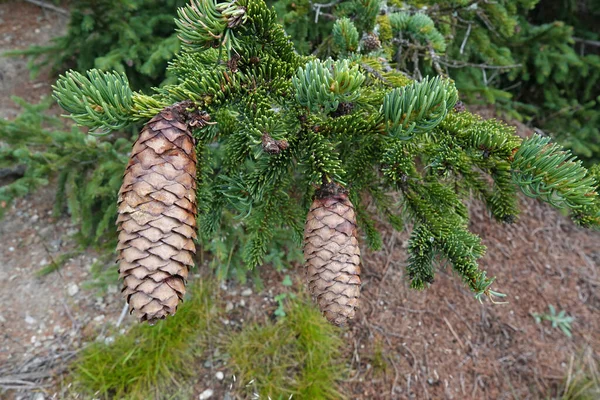 Naturalne Zbliżenie Norweskim Lub Europejskim Świerku Picea Abies Jego Typowe — Zdjęcie stockowe
