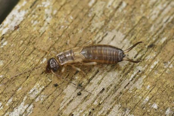 Natural detailed closeup on an juvenile colored European common earwig, Forficula auricularia, sitting on wood