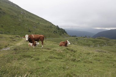 Doğal klasik manzara geniş açılı bir Avusturya ineğinin Alp Dağları 'ndaki bir çayırda çanı var.
