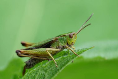 Avrupa, yeşil çekirge, Omocestus viridulus bitki örtüsünde oturuyor.