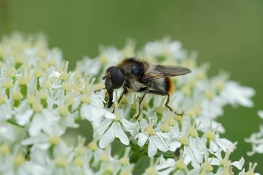 Doğal olarak Bumblebee Blacklet, Cheilosia Illustrata 'da beyaz bir Hogweed, Heracleum sphondylium ile beslenir.
