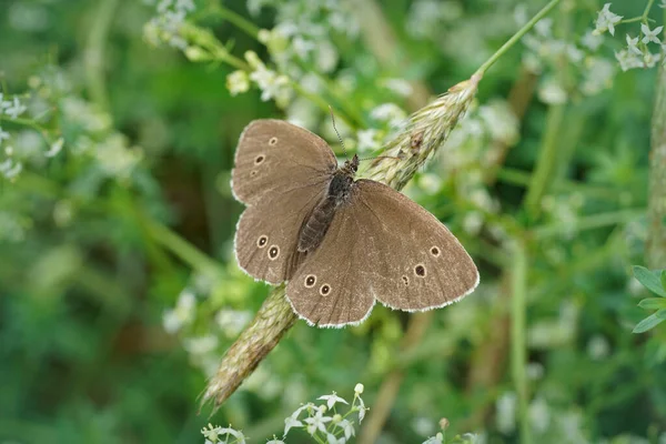 나비에 자연적인 날개와 Aphantopus Hyperantus — 스톡 사진