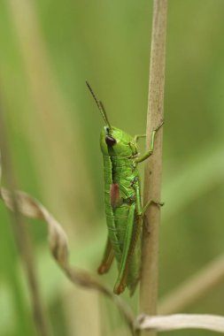 Renkli yeşil üzerinde doğal dikey yakın çekim Küçük Altın Çekirge, Euthystira brachyptera bir saman üzerinde