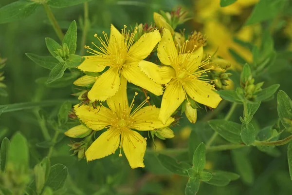 パーフォレートセントジョンズワートの3つの明るい黄色い花に自然なクローズアップ フィールド内のハイパークリウムパーフォラートム 野生花 — ストック写真