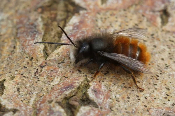Естественный Крупный План Волосатой Самке Европейского Садового Рогатого Каменщика Пчелы — стоковое фото