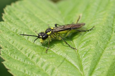 Renkli yeşil bir kunduzun doğal yakın çekimi, Tenthredo lökosleri yaprağın üzerinde oturuyor.