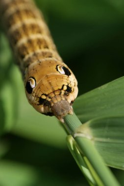 Fil Şahini güvesinin büyük kahverengi tırtılı, dal üzerinde Deilephila Elpenor 'un doğal yakın çekimi.