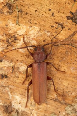 Uzun boynuzlu bir böceğin detaylı görüntüsü. Bay Güney Fransa, paslı çam kurdu, Arhopalus Rusticus bir tahta parçasının üzerinde oturuyor.