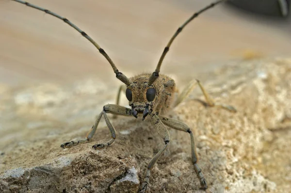 Detailed Frontal Closeup Large European Poplar Borer Longhorn Beetle Saperda — Stok fotoğraf