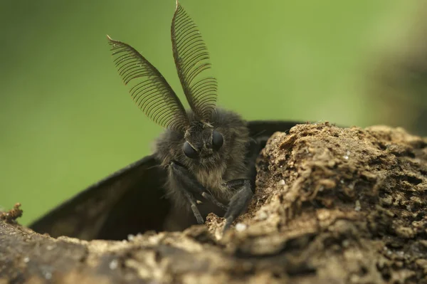 Natural Frontal Detailed Vertical Closeup Brown European Gypsy Moth Lymantria — Stock Photo, Image