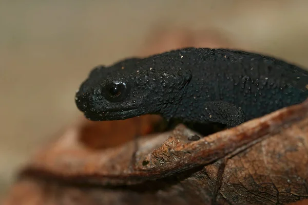 Close Een Zwarte Juveniele Van Ernstig Bedreigde Japanse Anderson Salamander — Stockfoto