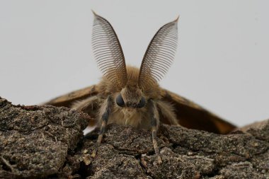 Natural detailed facial closeup on the American gypsy or Spongy Moth, Lymantria dispar, against a white background clipart