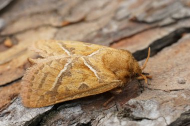 Avrupa portakallı baykuş güvesinin doğal yakın çekimi, Triodia Sylvina, tahtada oturuyor.