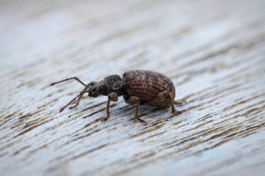 Küçük kahverengi geniş burunlu buğday biti Otiorhynchus krataegi 'nin doğal yakın çekimi.