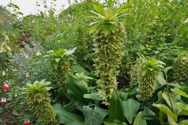 Bahçedeki Eucomis sonbahar sonbahar ananası yeşil yapraklı yapraklı bitkisinin doğal yakın çekimi.