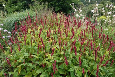 Bahçedeki Red Bistrot bitkilerinden oluşan Persicaria amplexicaulis 'in doğal renkli bir görüntüsü.