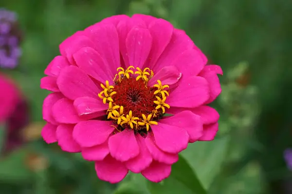 在色彩艳丽的粉色普通典雅青葱花朵上的自然特写 — 图库照片