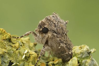 Nutmeg baykuşunun doğal yakın çekimi, Anarta trifolii yeşil arka planda bir dal üzerinde