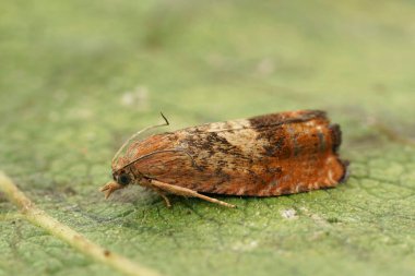 Yeşil bir yaprağın üzerinde oturan paslı meşe güvesinin renkli detaylı bir görüntüsü.