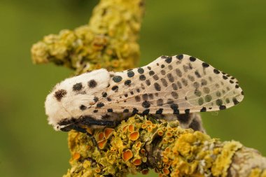 Leopar güvesi Zeuzera Pyrina 'nın ince bir dal üzerinde otururken doğal detaylı görüntüsü.