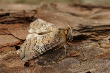 Natural closeup on the figure of eighty moth, Tethea ocularis sitting on wood clipart