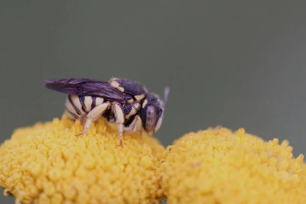Κοντινό Πλάνο Ενός Από Μικρότερα Μέλισσα Carder Anthidium Strigatum Common — Φωτογραφία Αρχείου