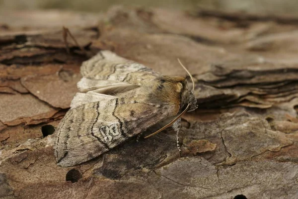 Natural Closeup Figure Eighty Moth Tethea Ocularis Sitting Wood Royalty Free Stock Photos