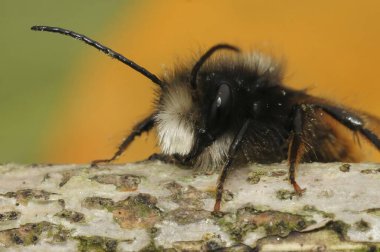 Siyah ve turuncu tüylü erkek, Avrupa meyve bahçesi duvarcısı, tek başına yaşayan arı Osmia Cornuta 'nın detaylı görüntüsü.