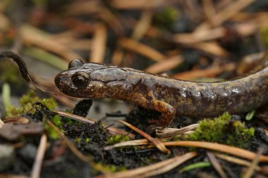 Kuzey Oregon Dunn 'ın semenderi Plethodon Dunni' nin yosunlarda oturan doğal yakın çekimi.