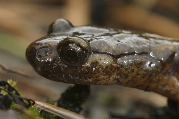 Fecho Facial Natural Uma Salamandra Norte Oregon Dunn Plethodon Dunni — Fotografia de Stock