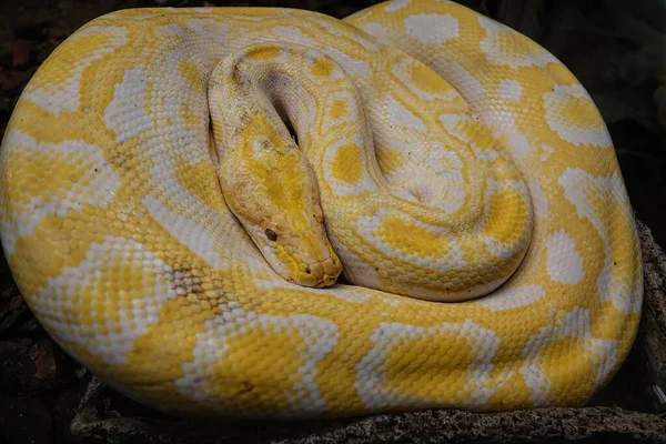 Closeup on a colorful golden, large, curled up, albino Burmese python regius with yellow markings in a terrarium